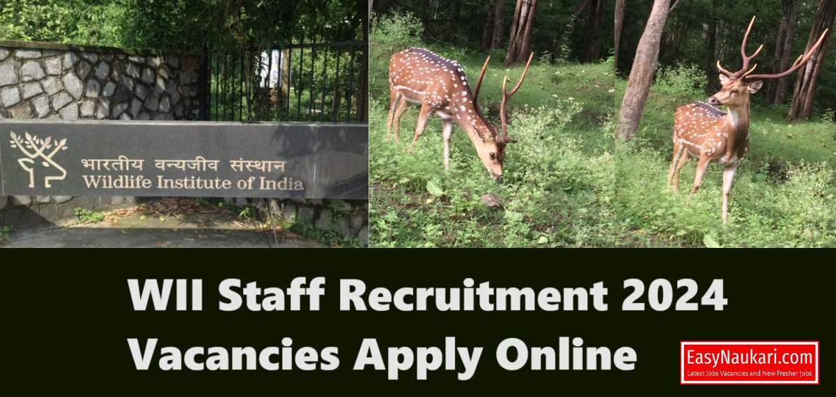 WII Staff Recruitment 2024 Vacancies Apply Online